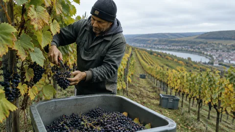 Viñedo y bodega