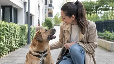 ¿Cuánto cuesta el seguro de responsabilidad civil del perro en España?