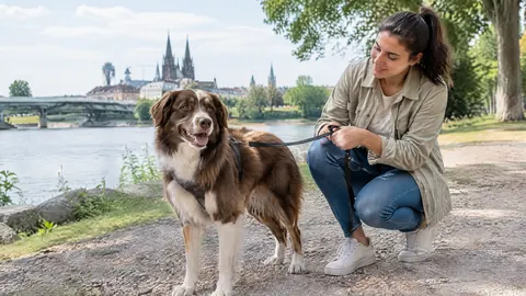¿Es obligatorio el seguro de responsabilidad civil para perros en España?