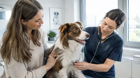 ¿Cuánto cuesta un seguro de salud para perros en España?