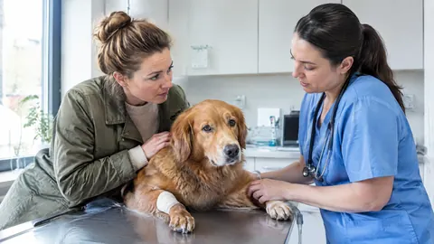 ¿Cuánto cuesta operar a un perro?