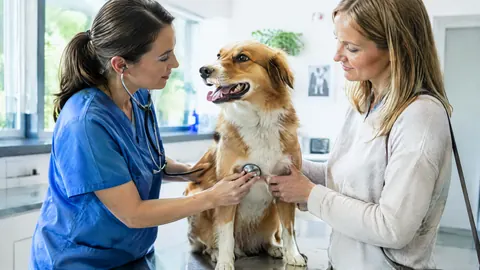 ¿Merece la pena un seguro de salud para su perro?