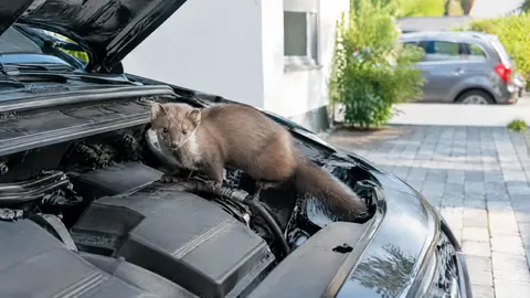 ¿Cubre el seguro si una garduña o una rata muerde los cables del coche?