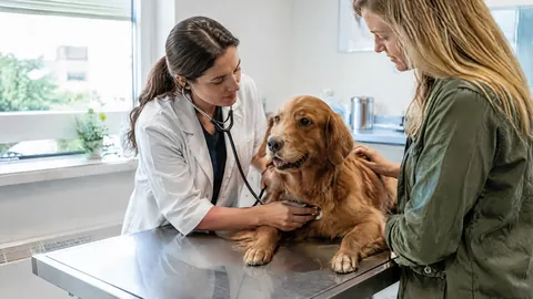¿Seguro solo de cirugía o cobertura veterinaria completa para perro y gato?