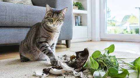 ¿Necesita un seguro de responsabilidad civil para un gato?