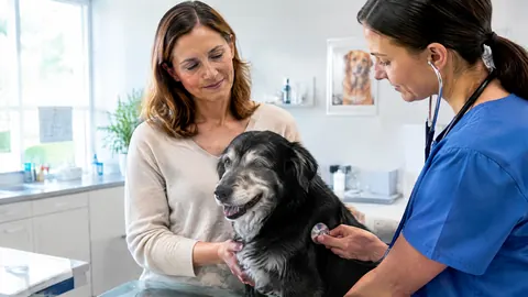 ¿Sube el seguro de salud de su mascota con la edad?