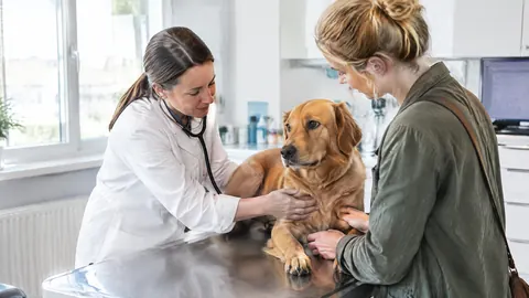 ¿Se pueden asegurar las preexistencias de su mascota?