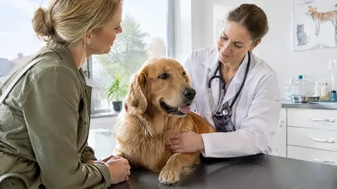 ¿Hay periodos de carencia en el seguro de salud para mascotas?